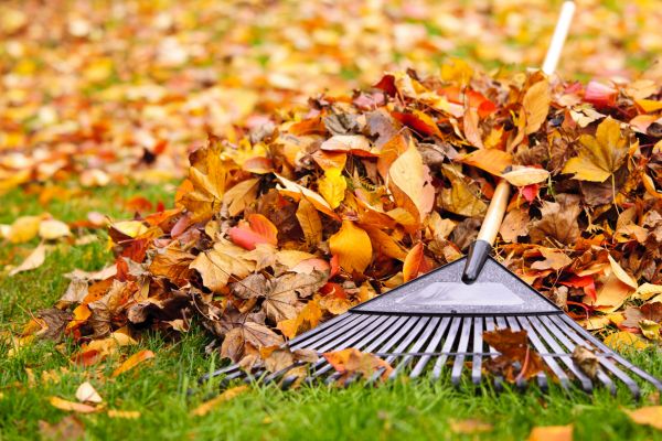 Leaf Removal Service
