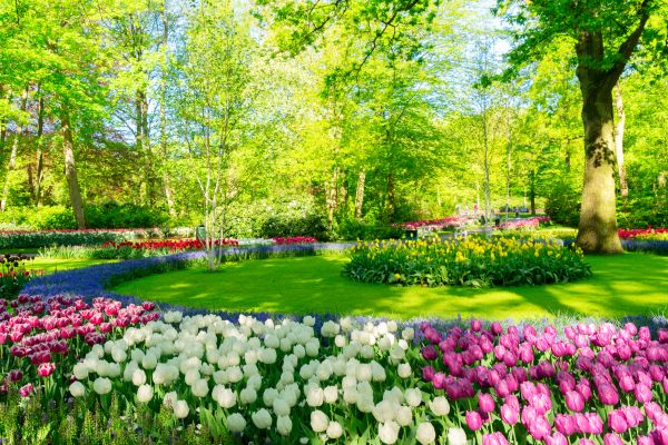 Spring Lawn Care in Aiken