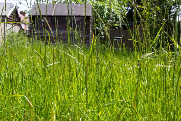 Cost of Overgrown Lawn Trimming in Aiken