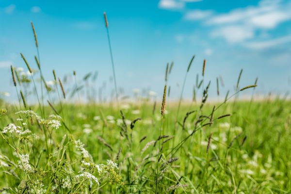 Cost of High Grass Trimming in Aiken