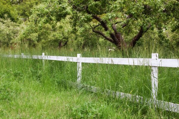 Cost of Fence Line Trimming in Aiken